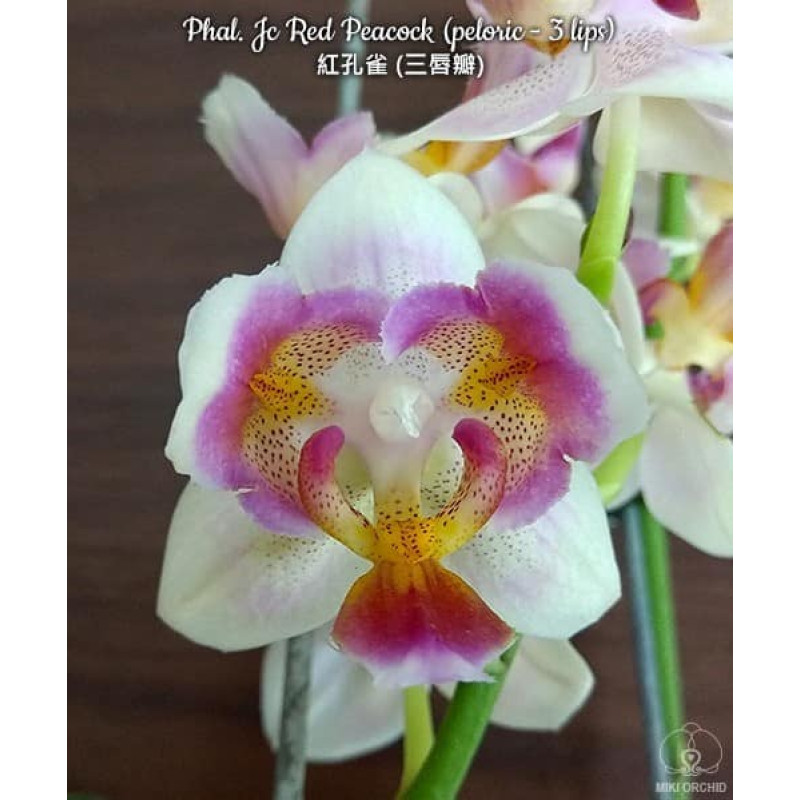 Орхiдея Phal. Jc Red Peacock peloric - купити, доставка Україна